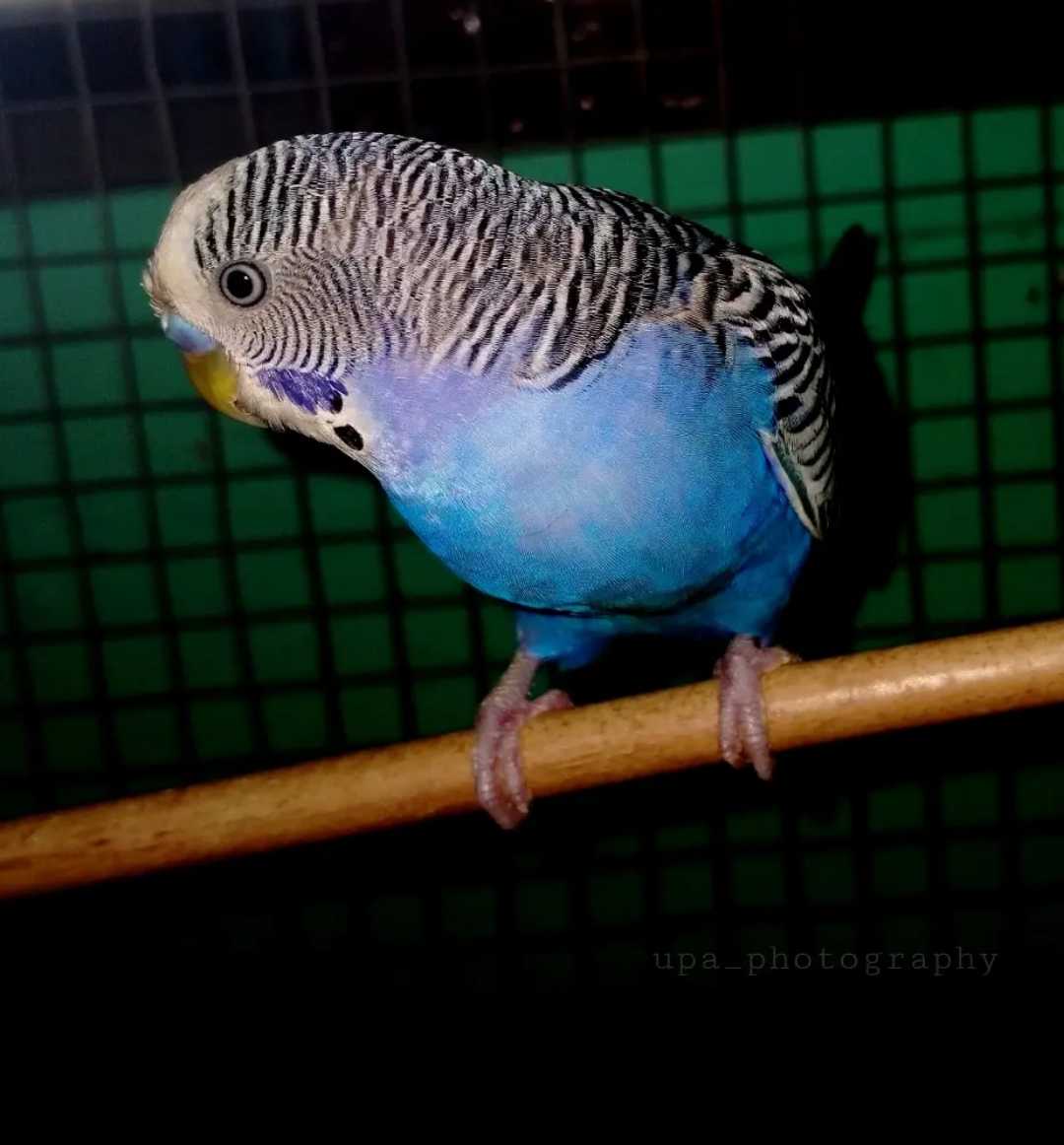 Parrot 