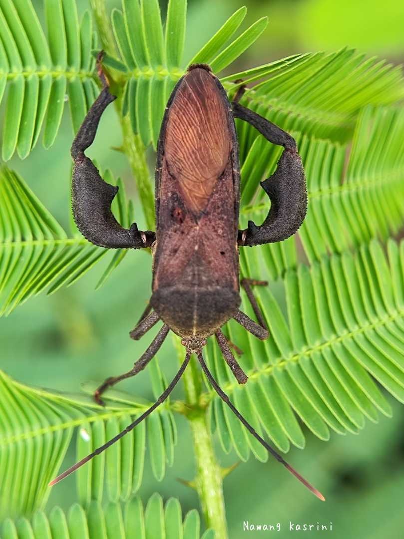 Leaf footed bug