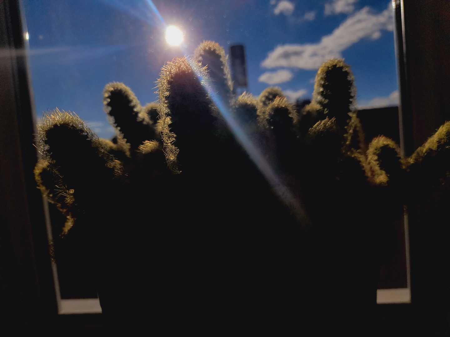 🌵🌵🌵