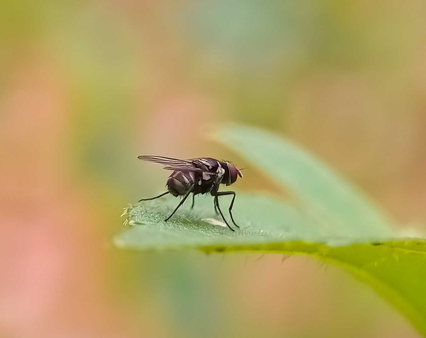 Lalat