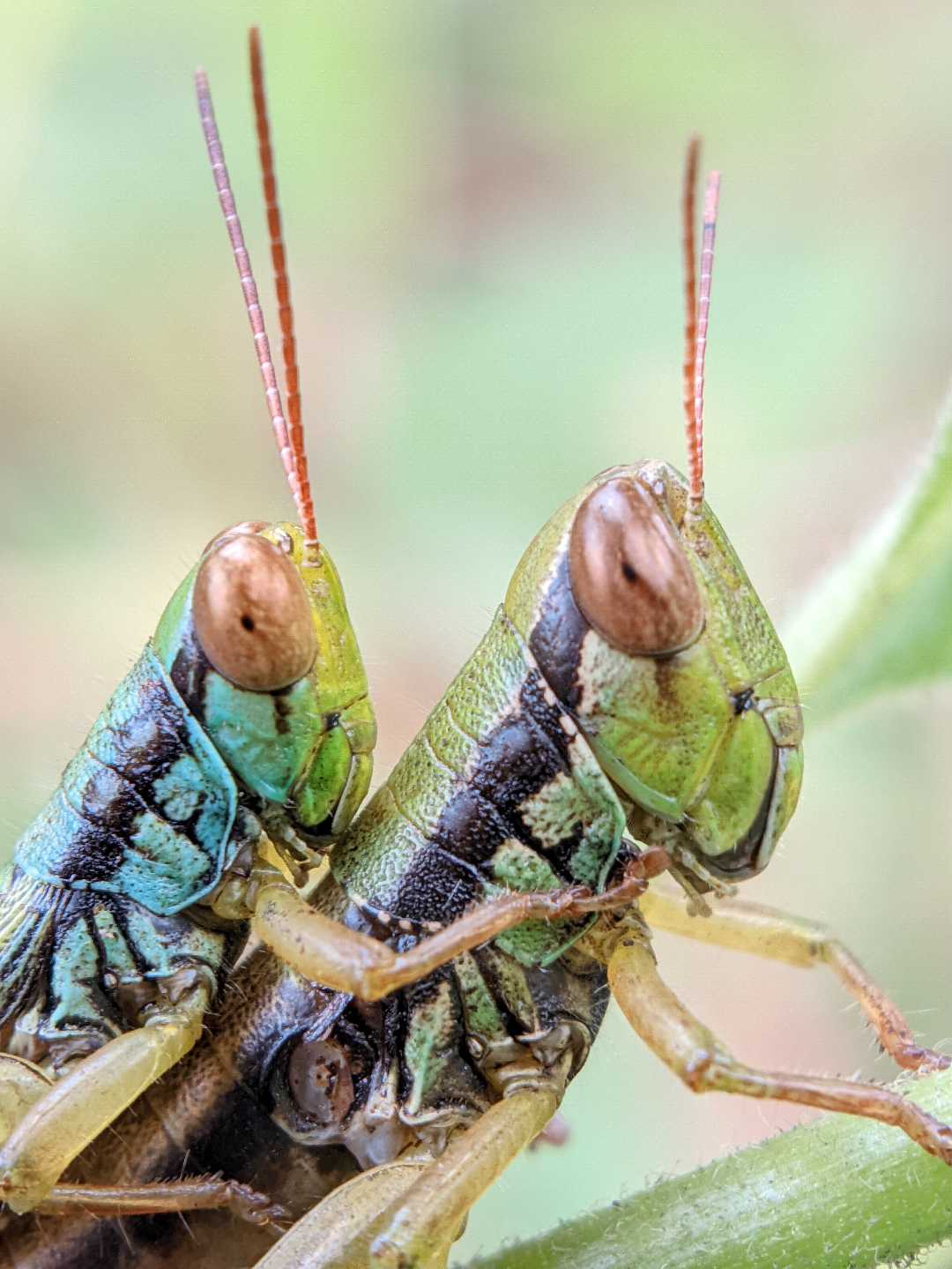 Belalang padi