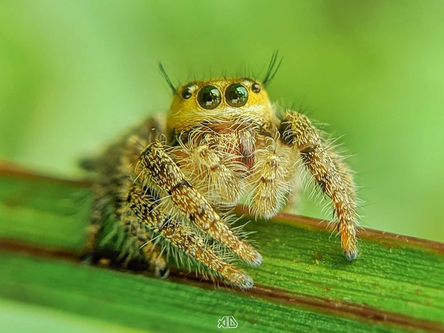 Jumping Spider