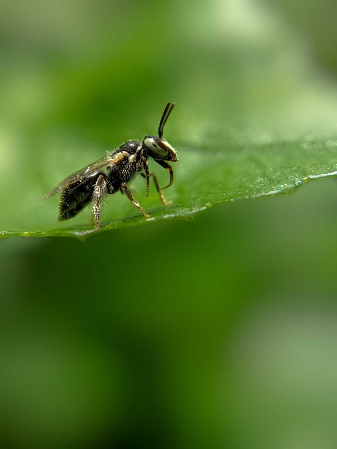 Bug 