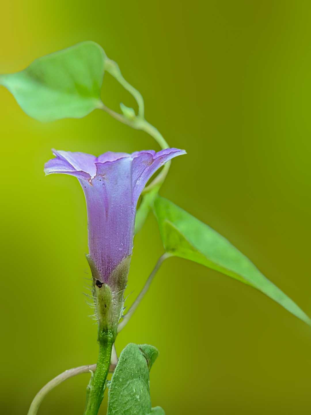 Ipomoea