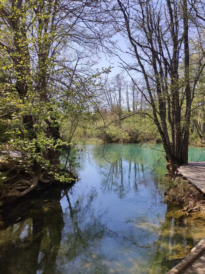 Mrežnica