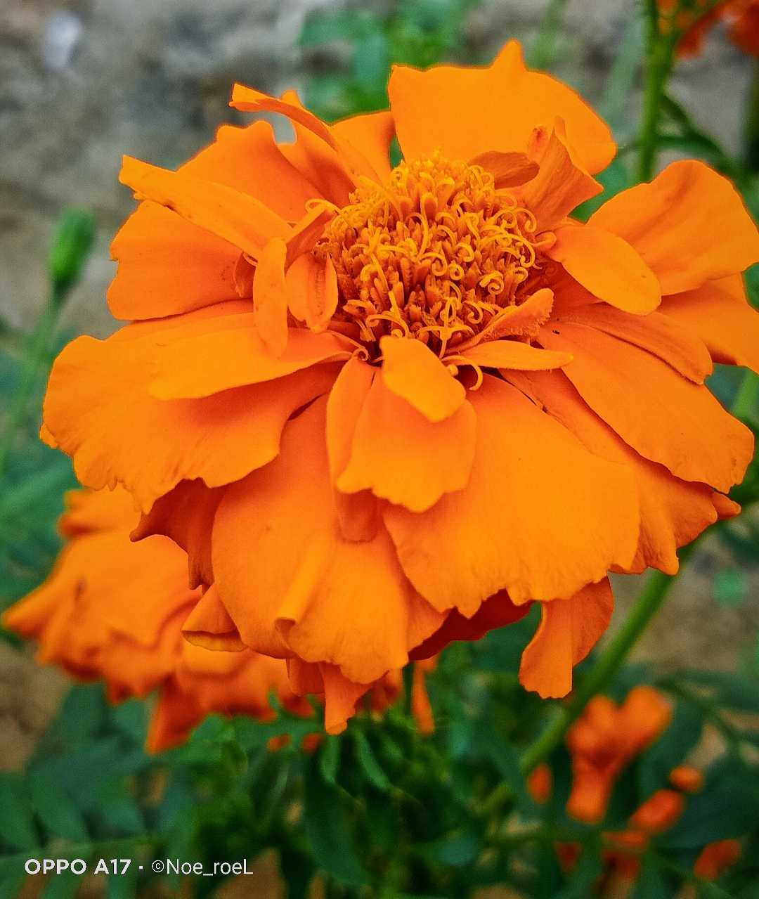 Pesona Kembang Marigold
