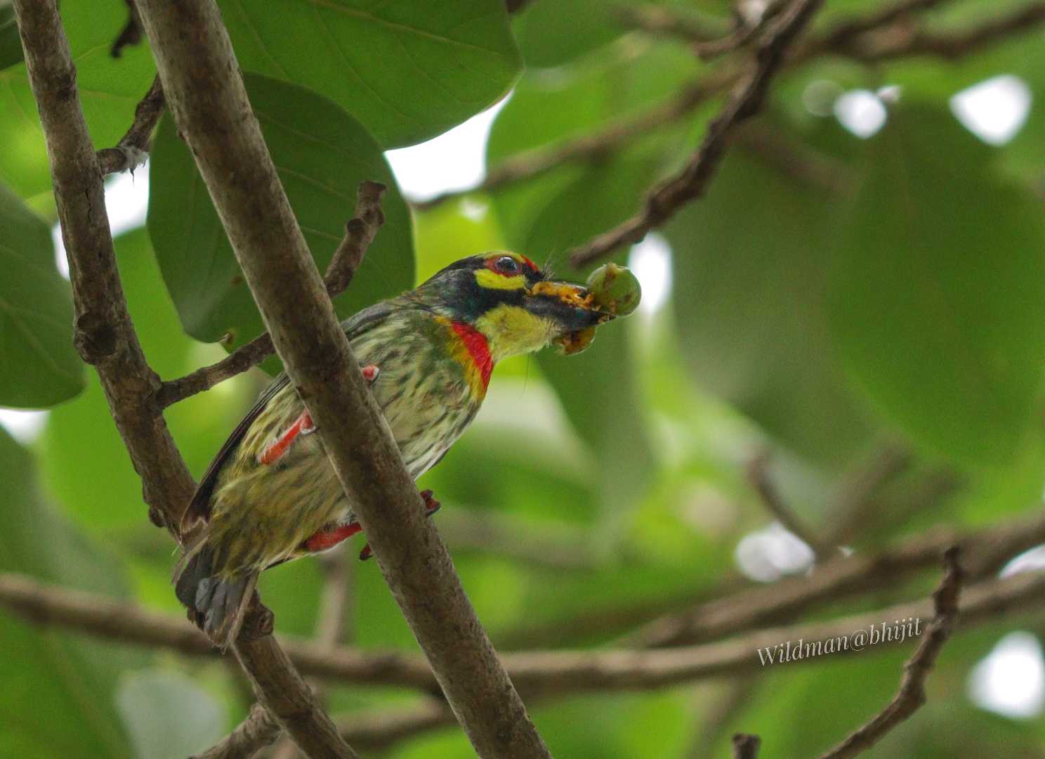 Birds World