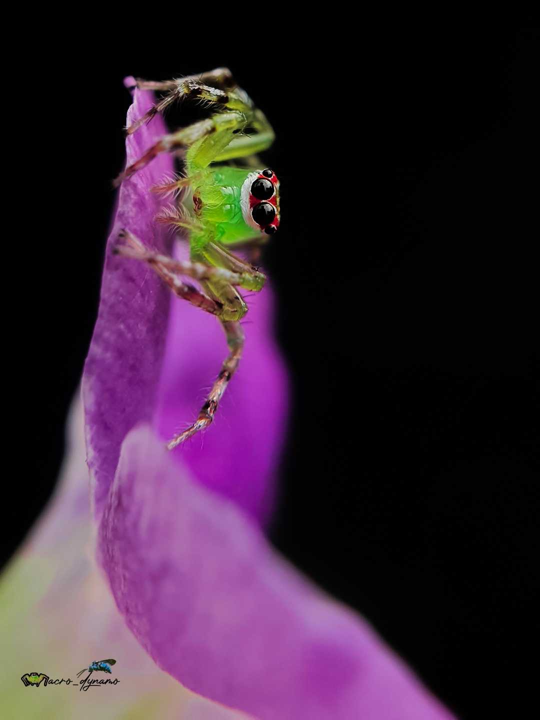 Mongolian green jumping spider