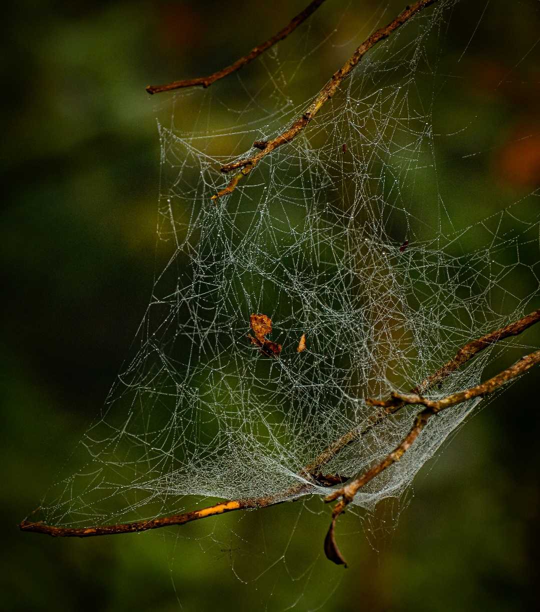 Cobweb