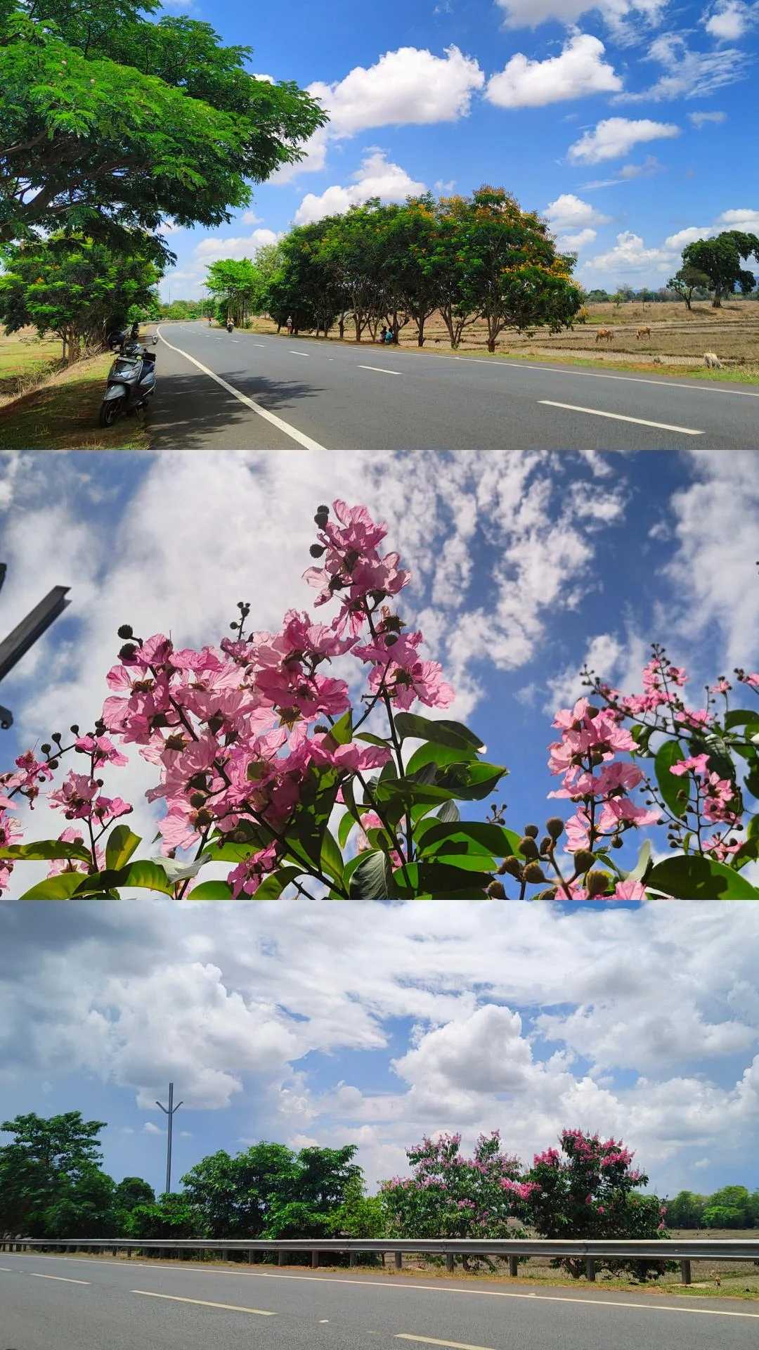 🌸🌳⛅
