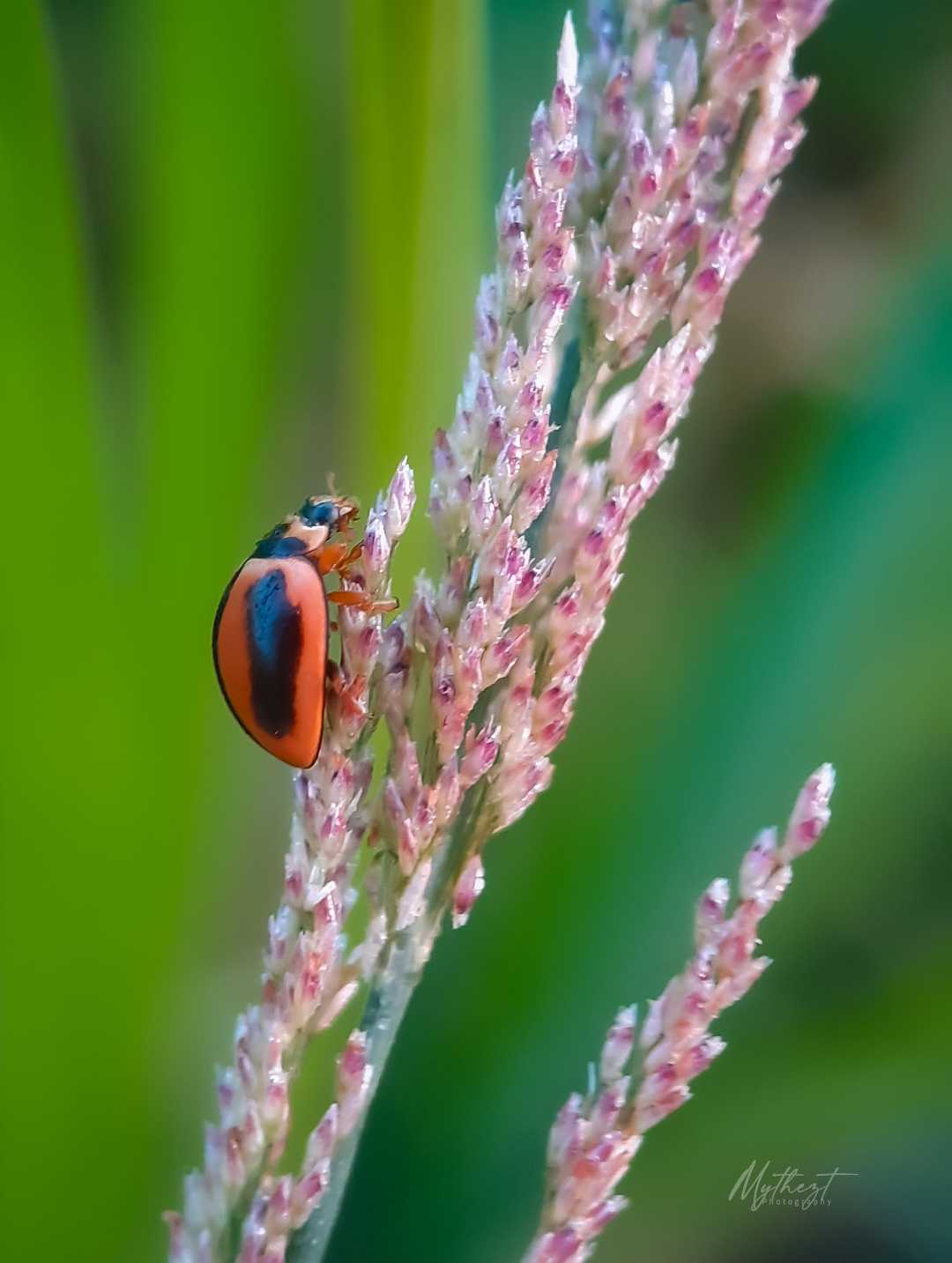 Serangga lady bug