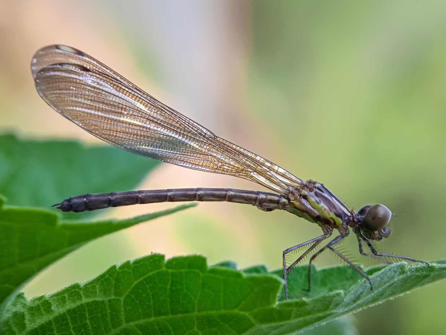 Rhinocypha