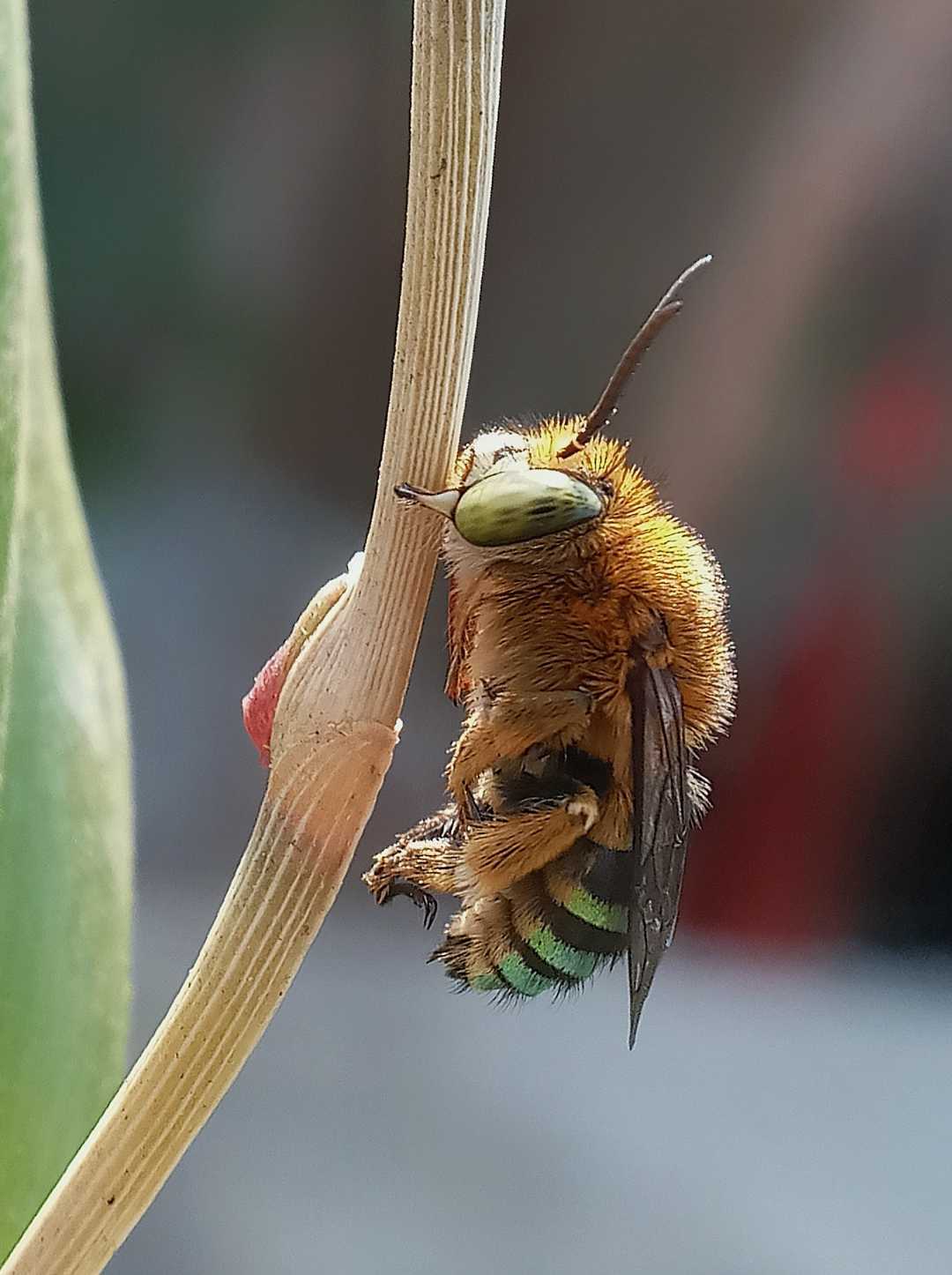 amegilla