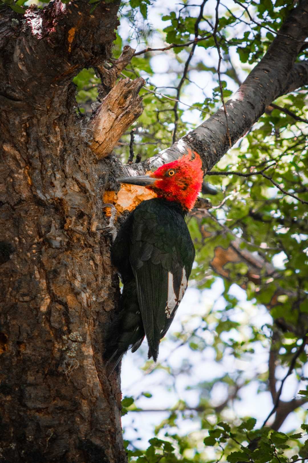 El Pájaro Loco