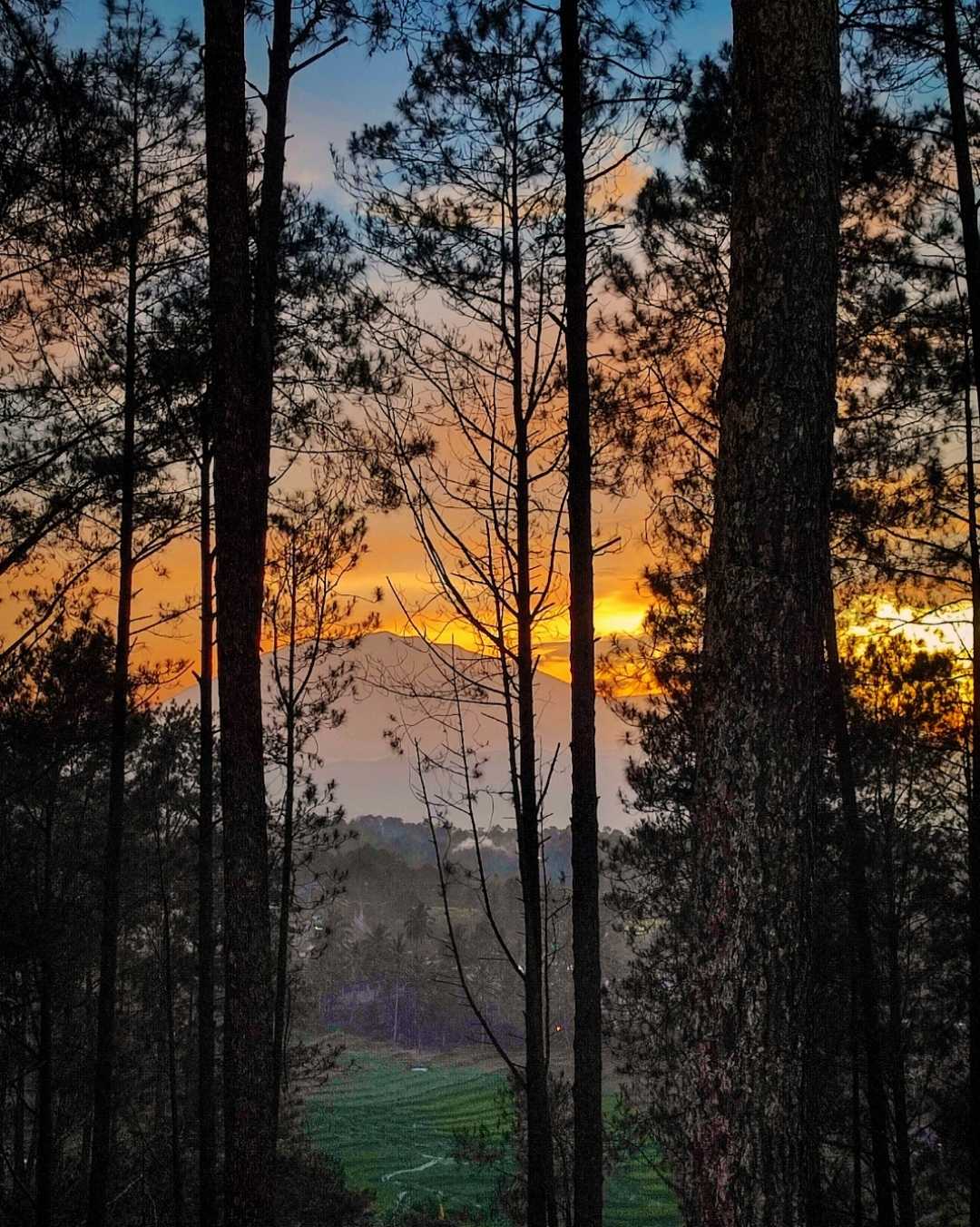 Senja Dihutan Pinus