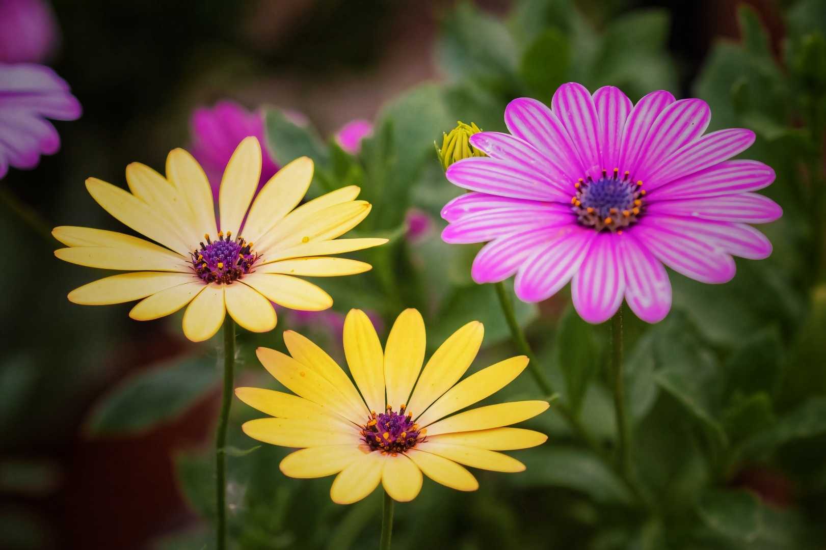 Flowers