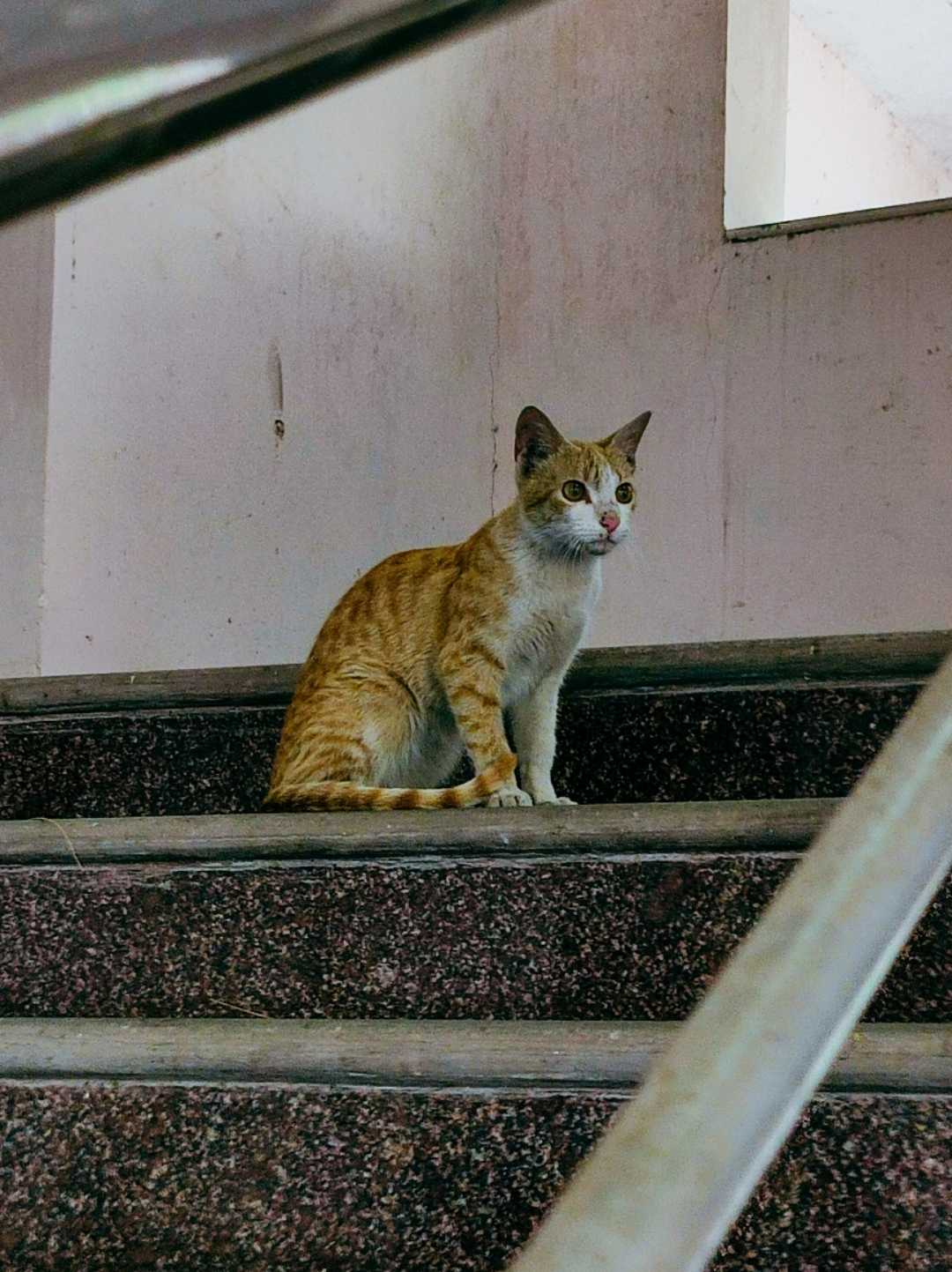 Cat 🐱