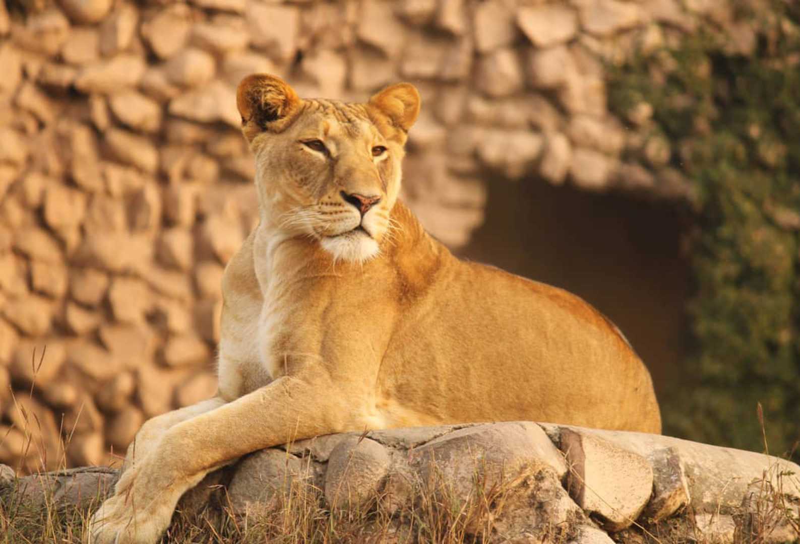 lioness - her attitude!!