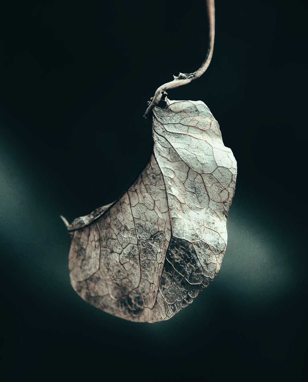 Daun