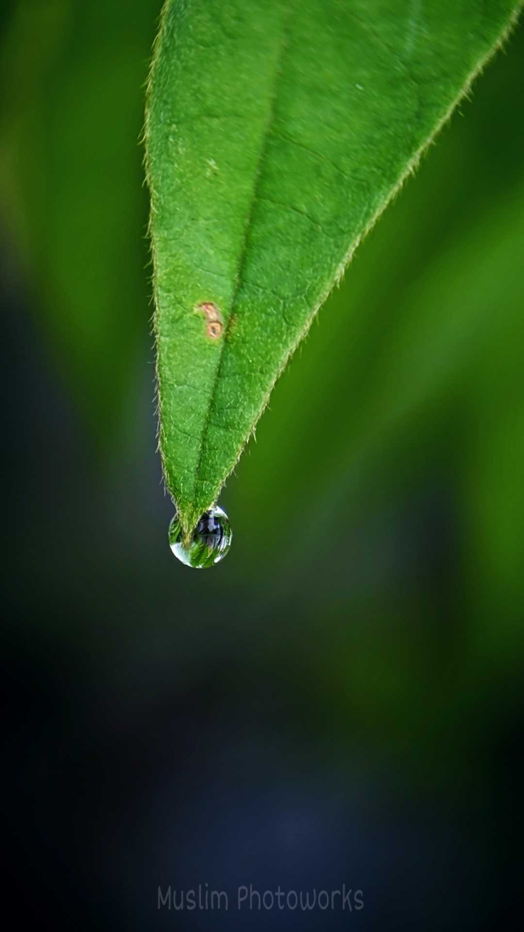 Setetes embun....