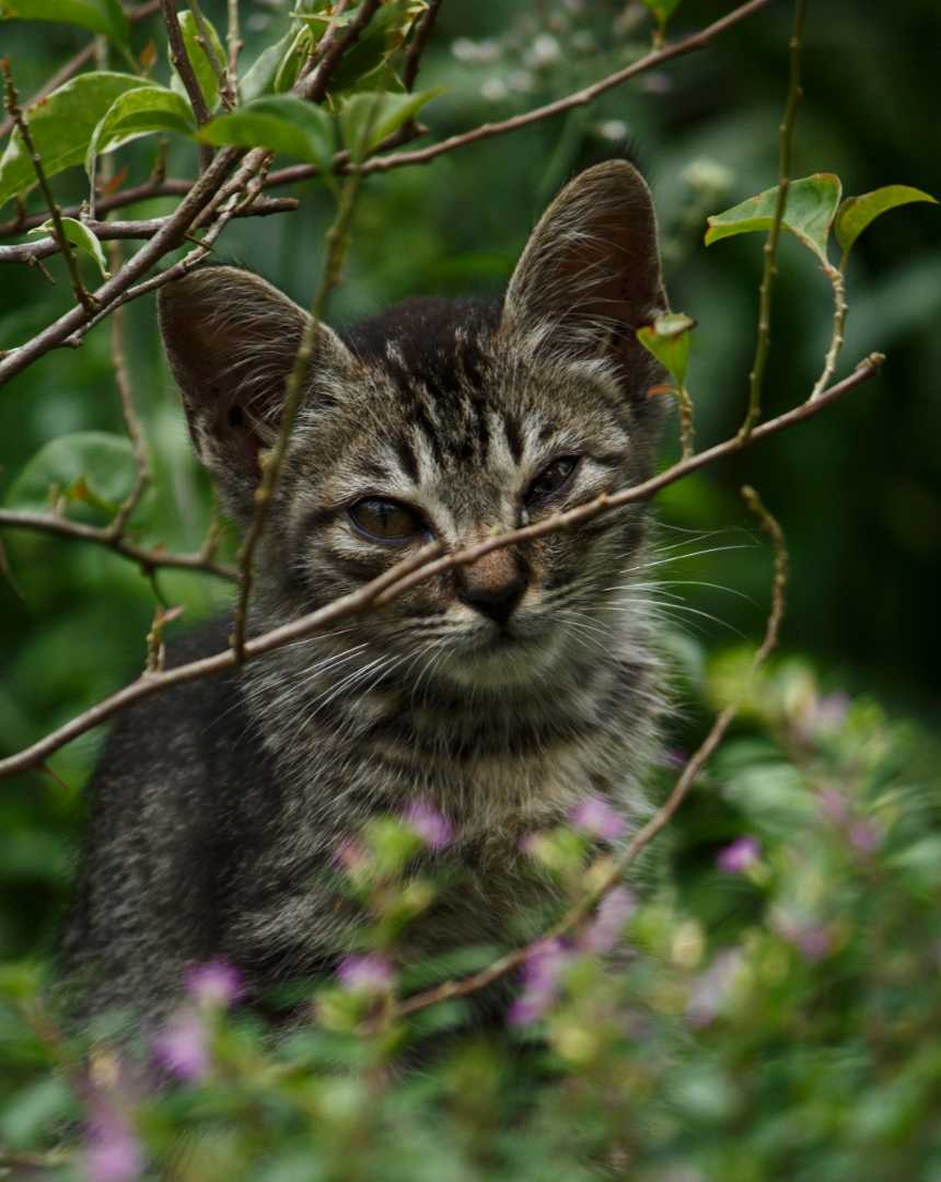 Animal
