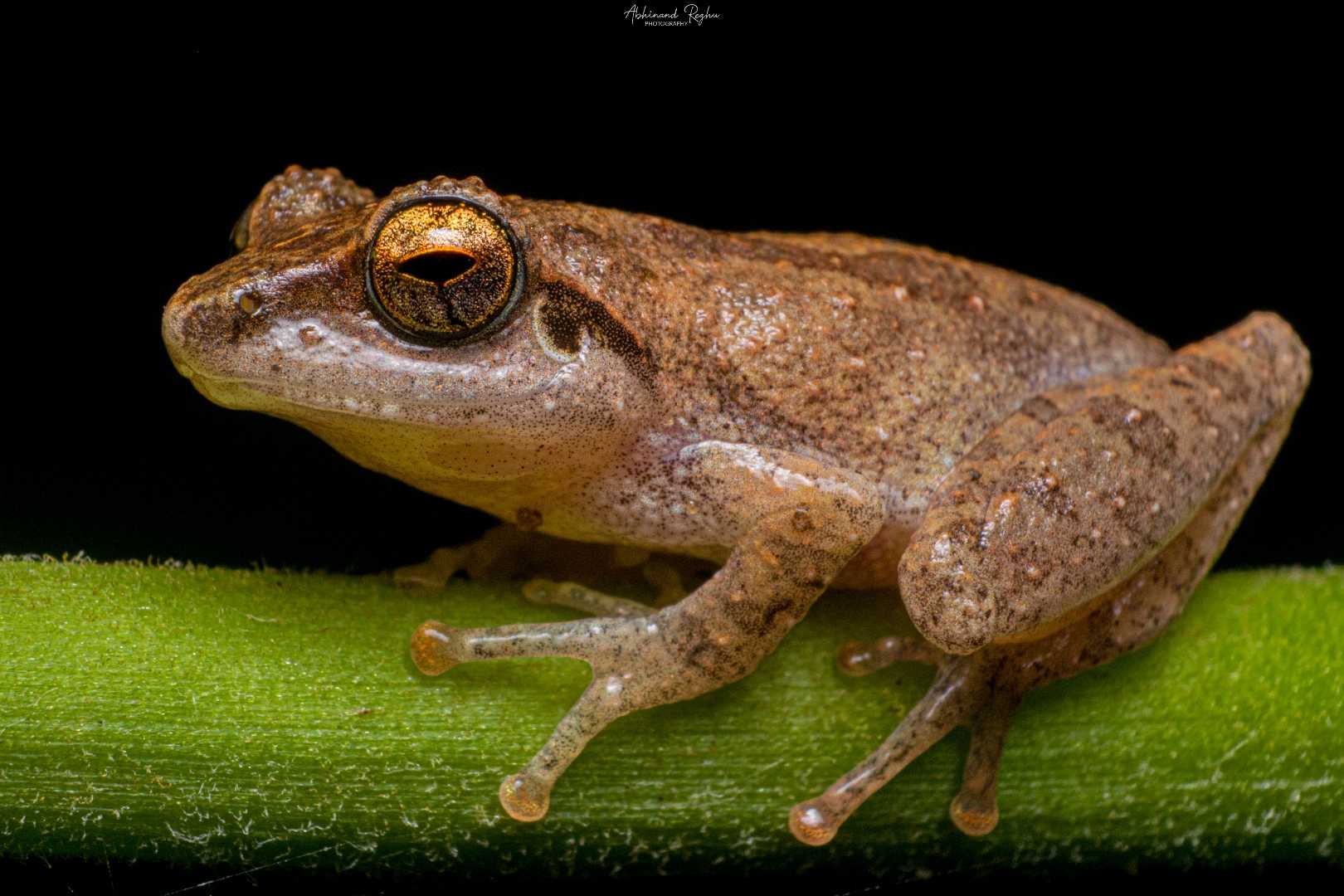 Pseudophilautus 🐸