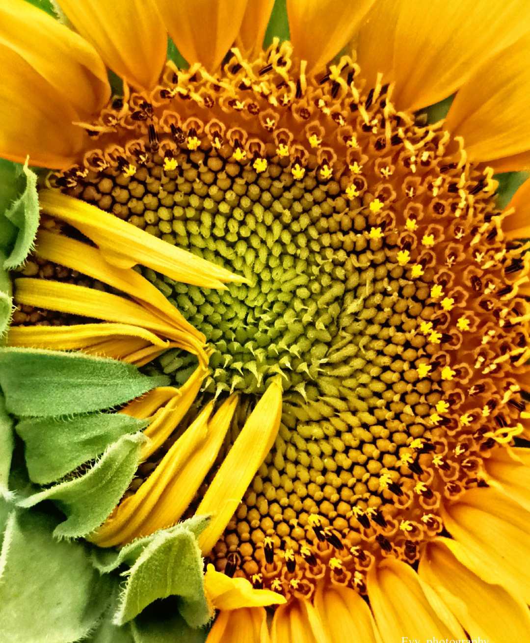 Sun flower