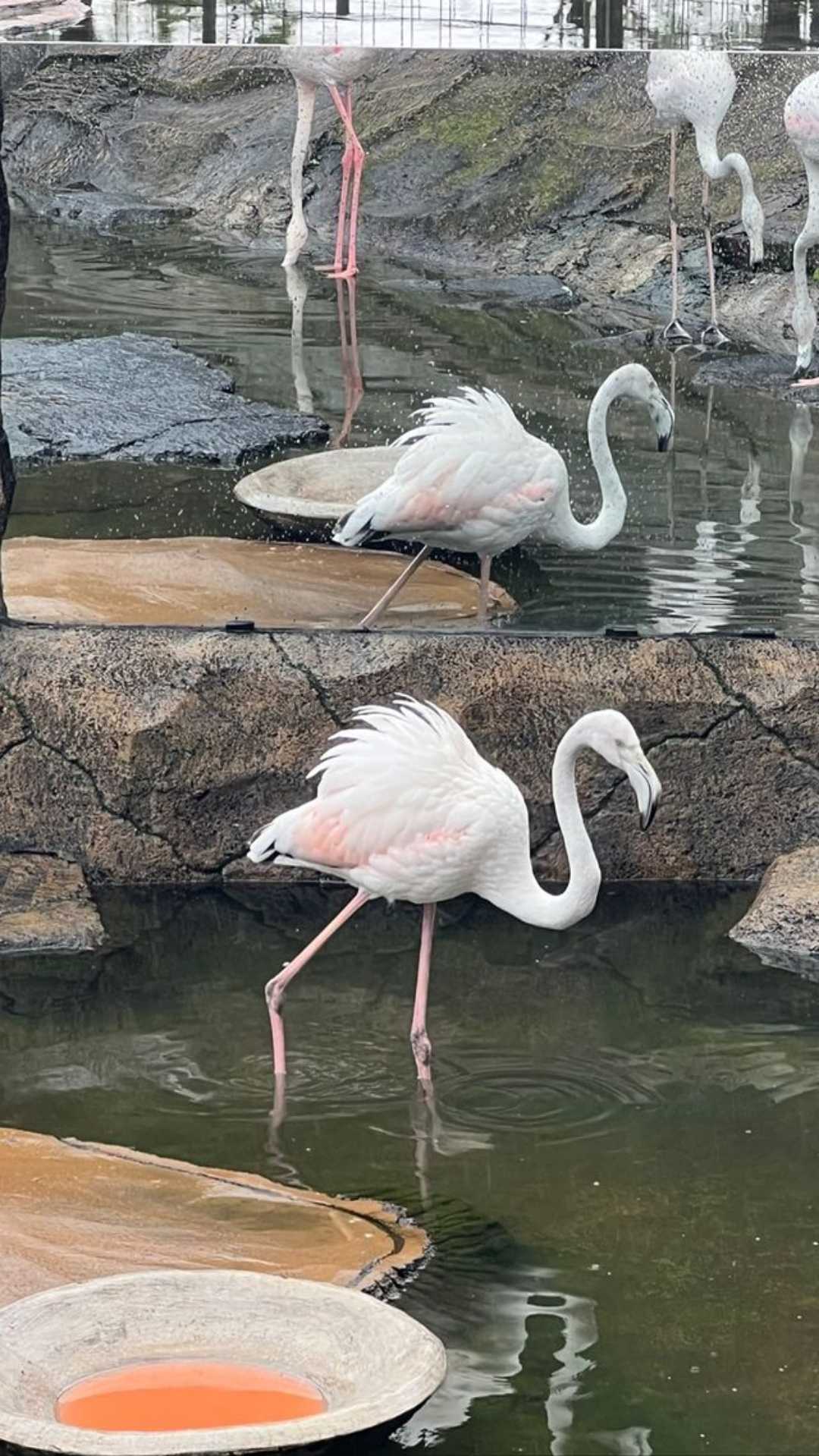 Flamingo Besar
