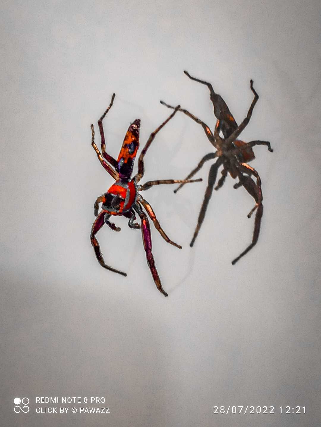 Jumping🕷 Spyder