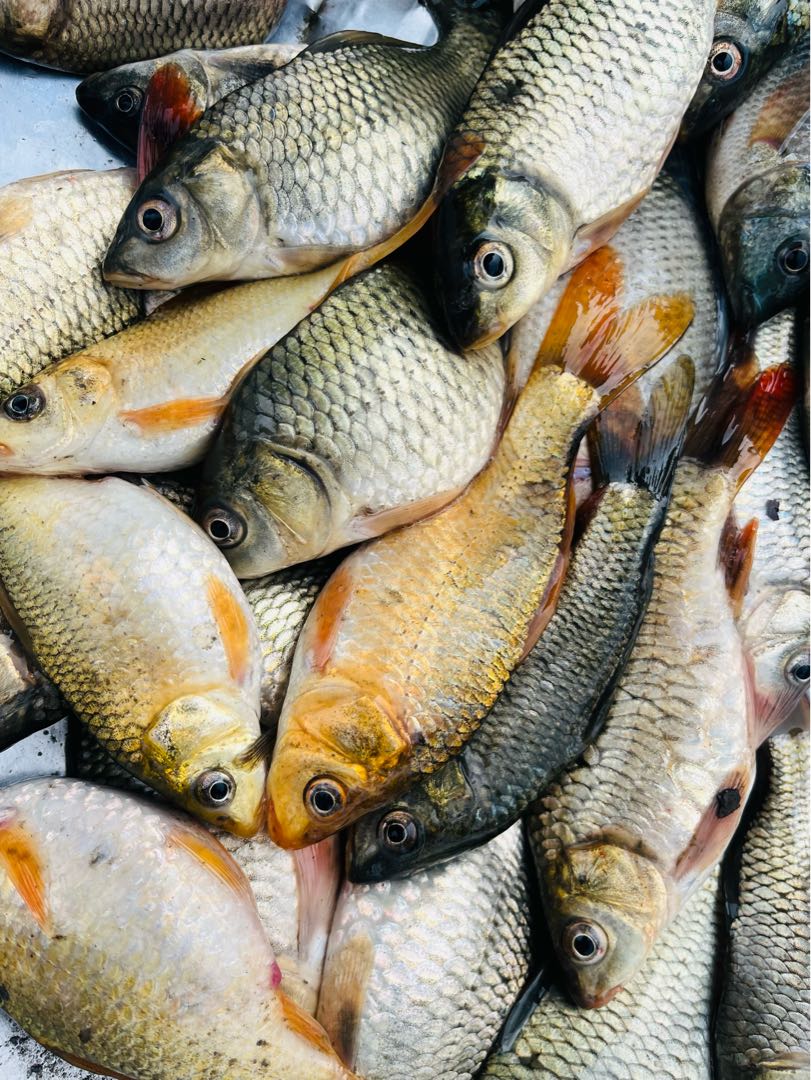 fish of Manipur 