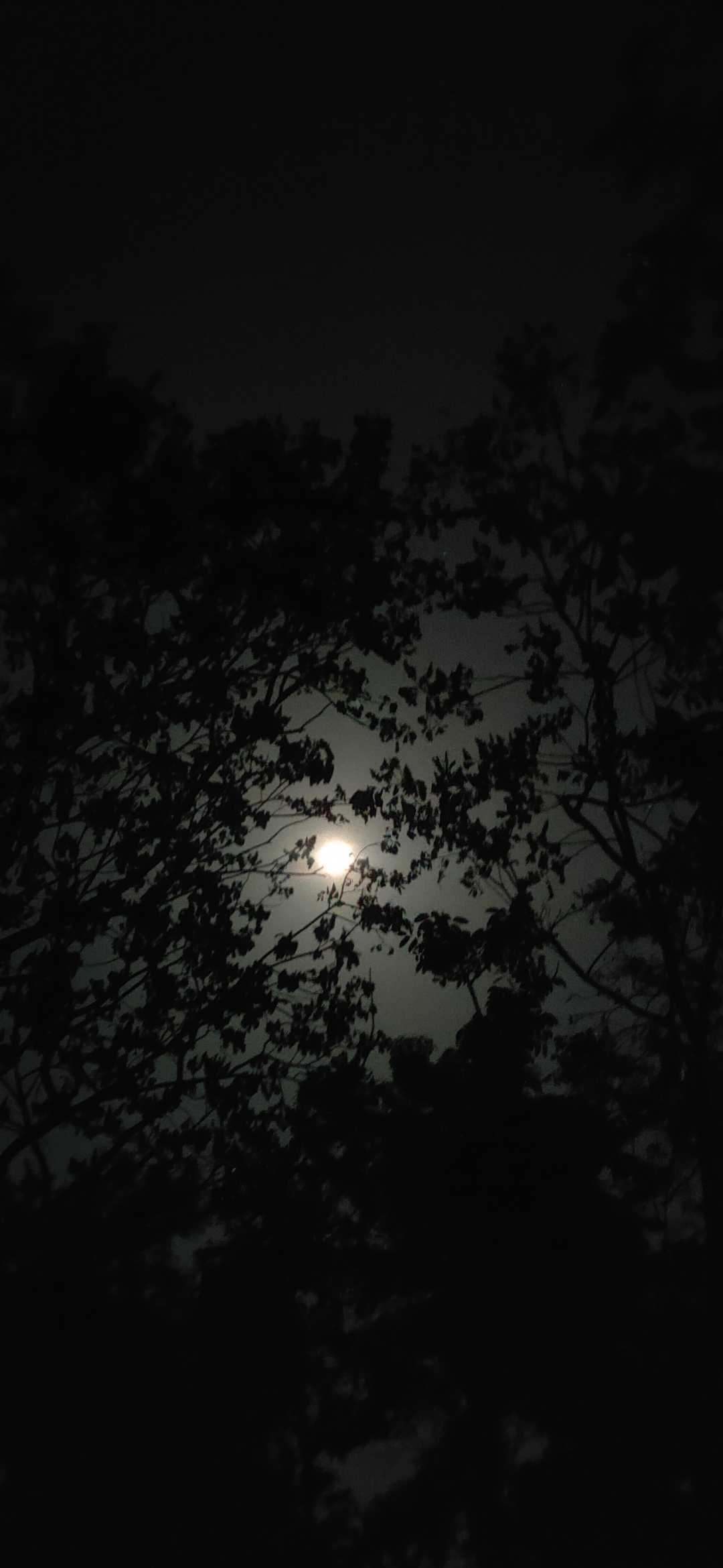 Full Moon 