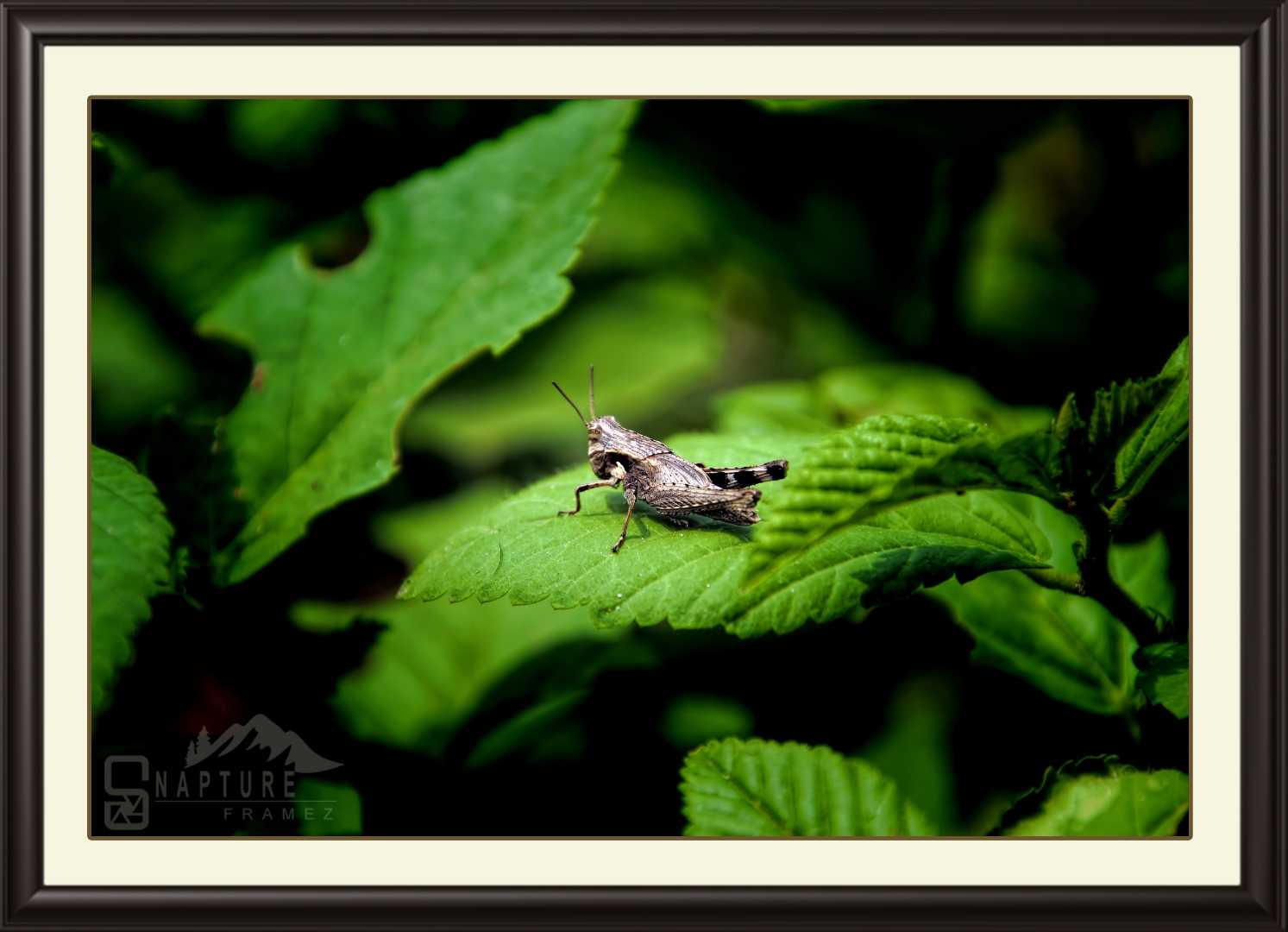 Grasshopper