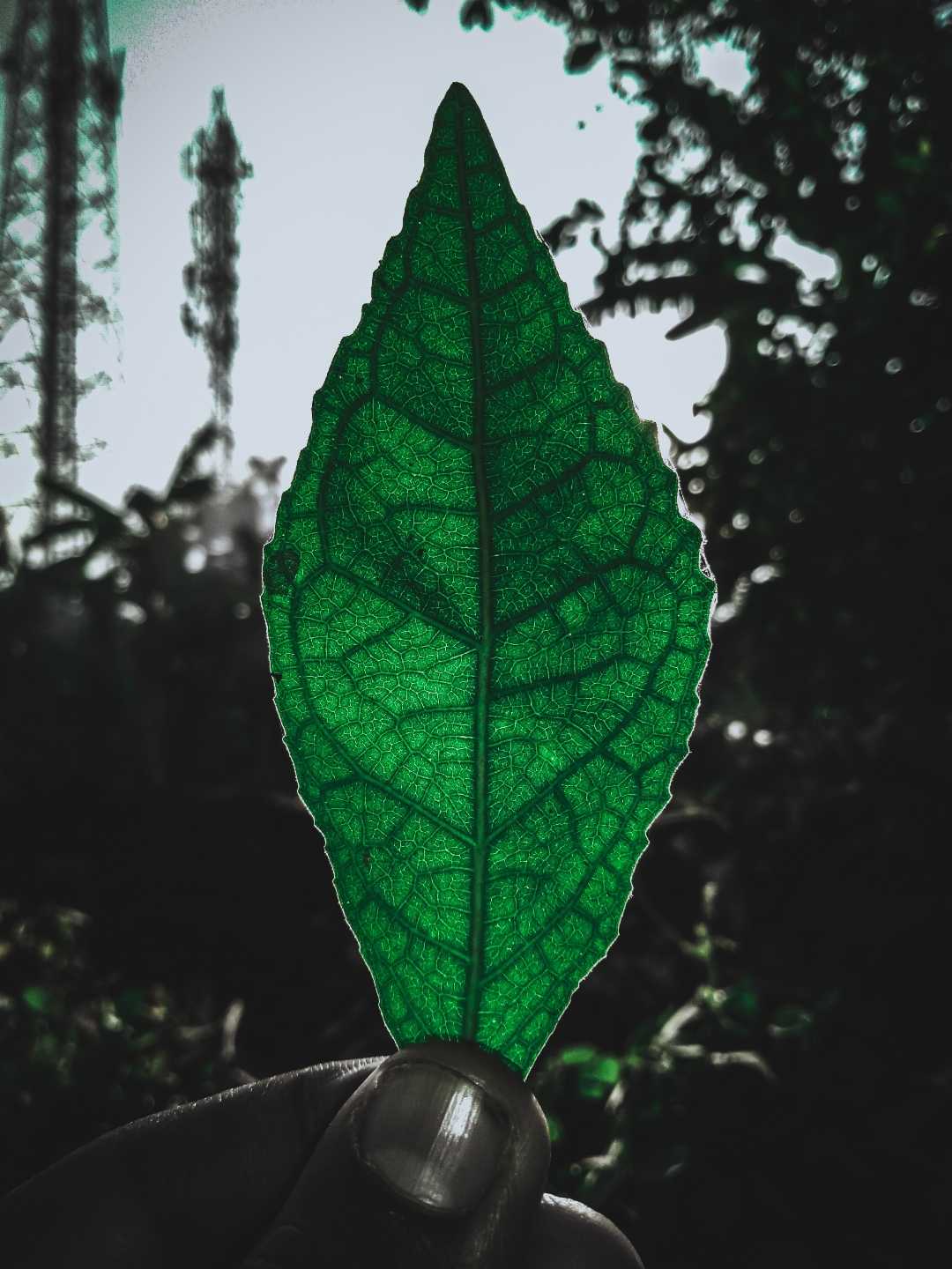 moody Green 