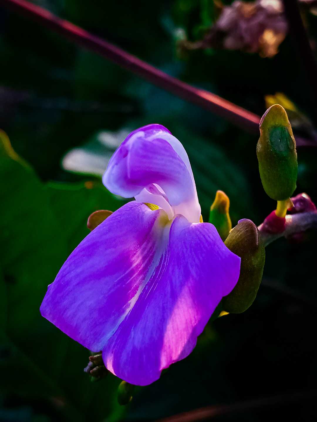 Canavalia rosea