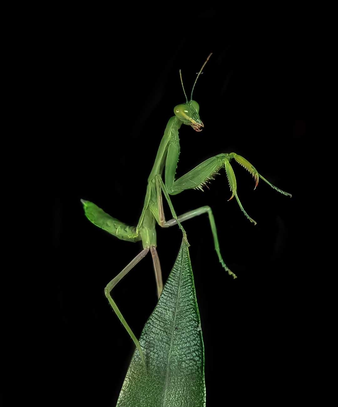 Praying mantis