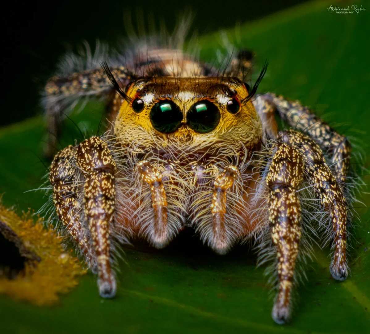 Hyllus 🕷️