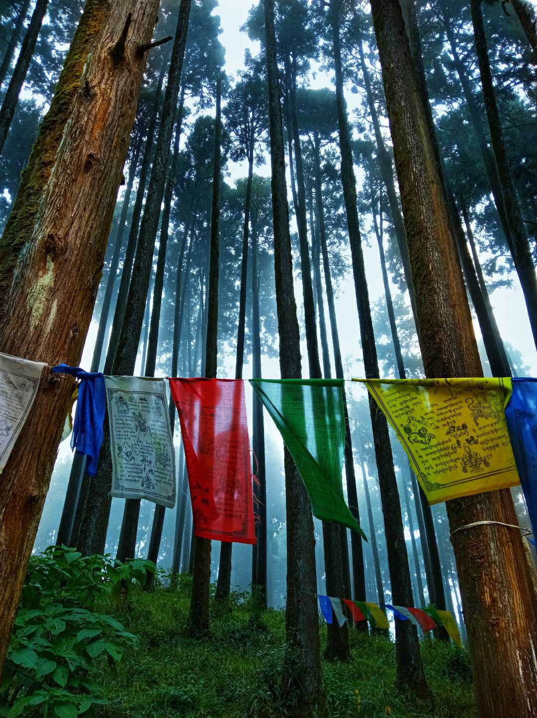 Beautiful Lamahatta