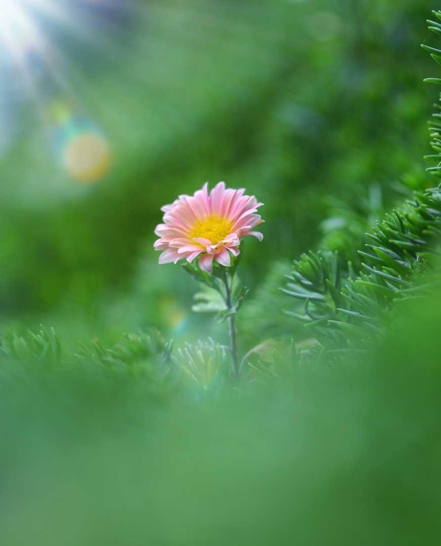 Si cantik yang mempesona
