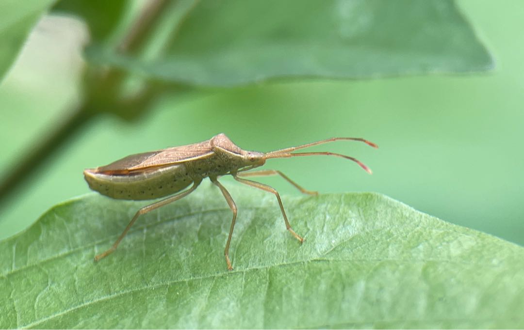 Leptocorisa 