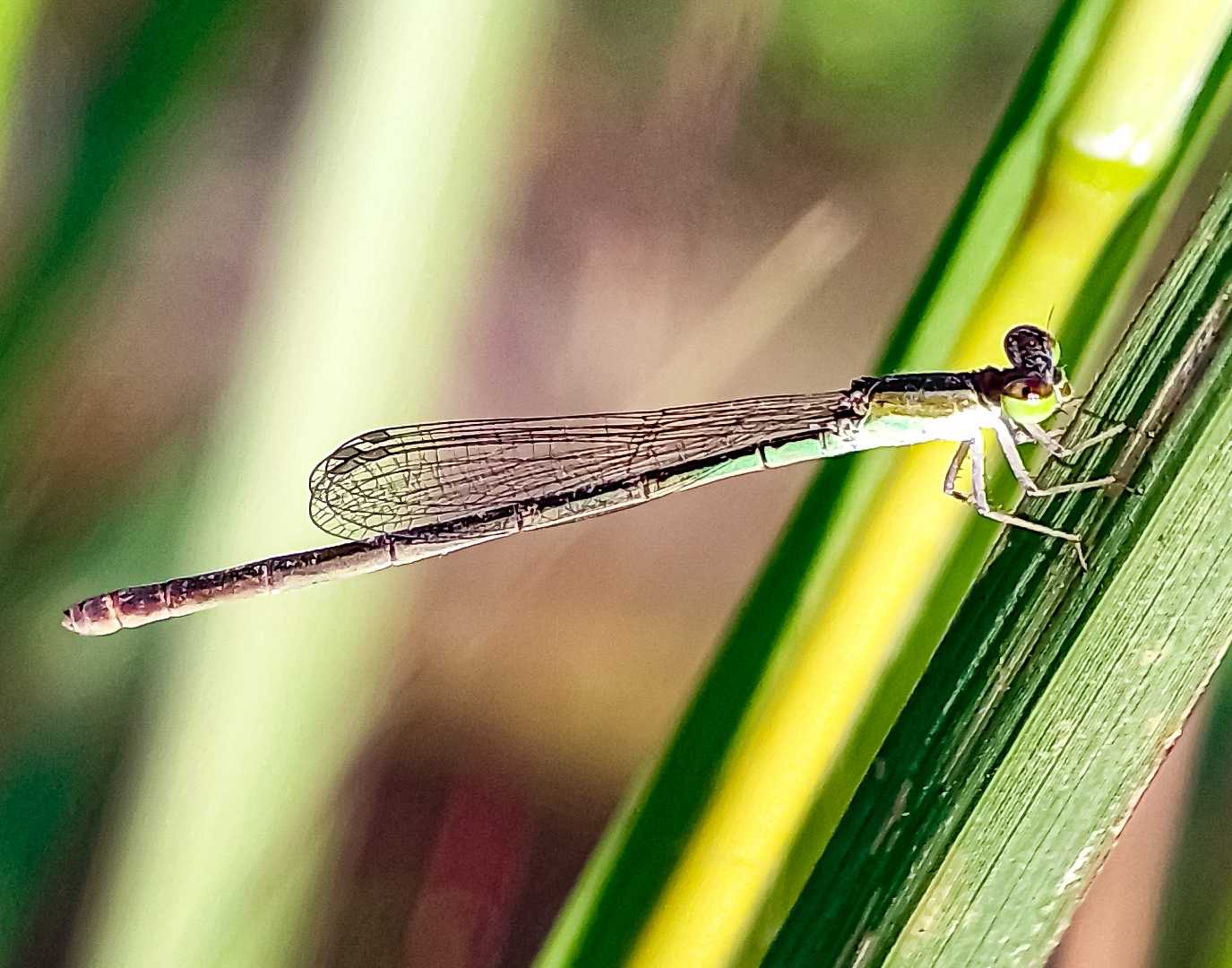 Agriocnemis