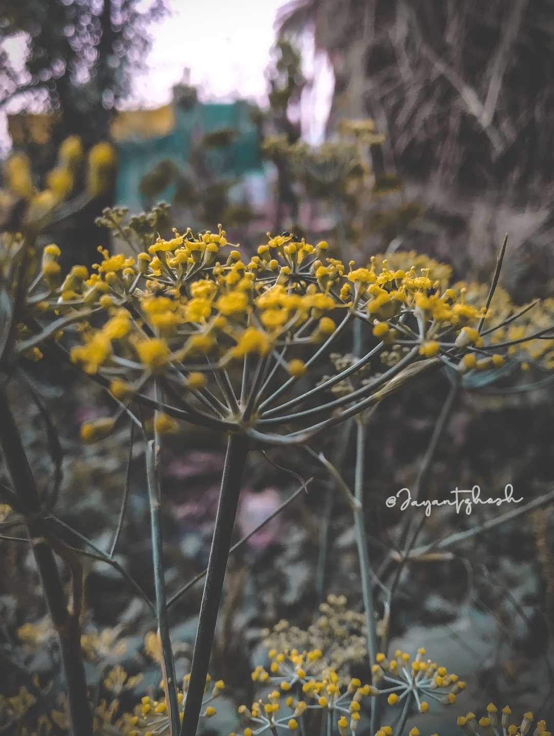 Fennel (सौंफ)