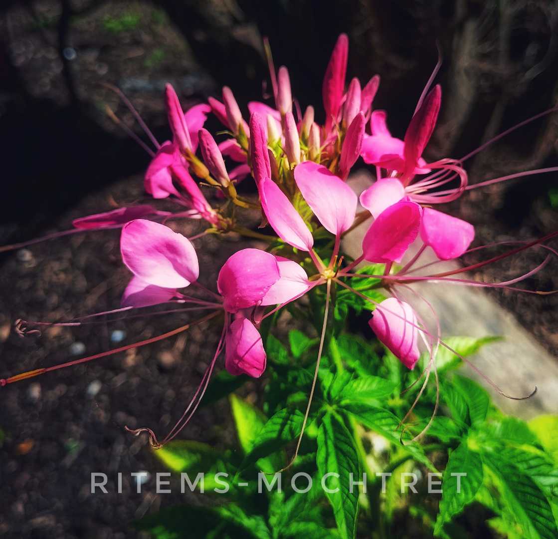 Spiderflower