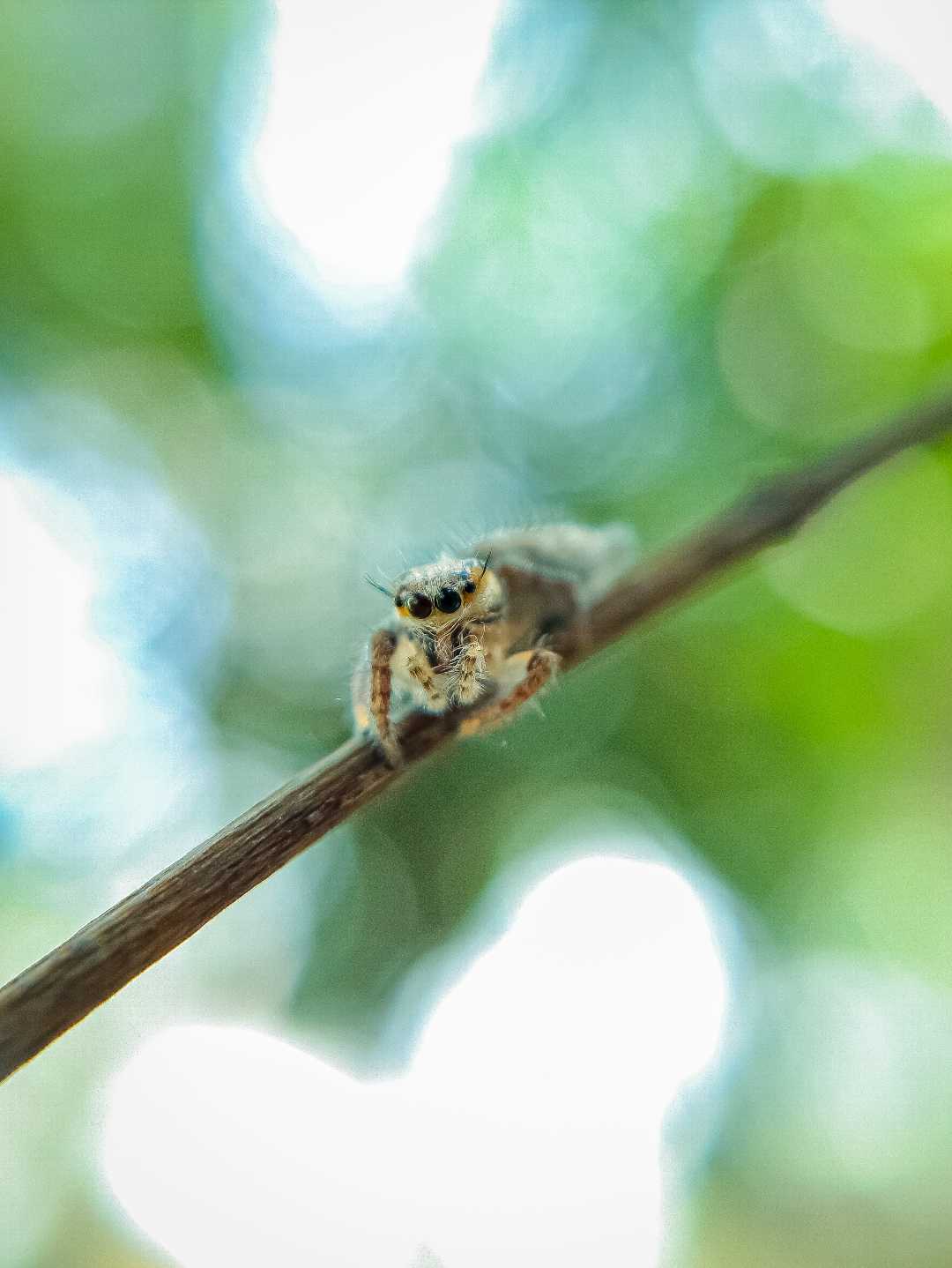 Hyllus.