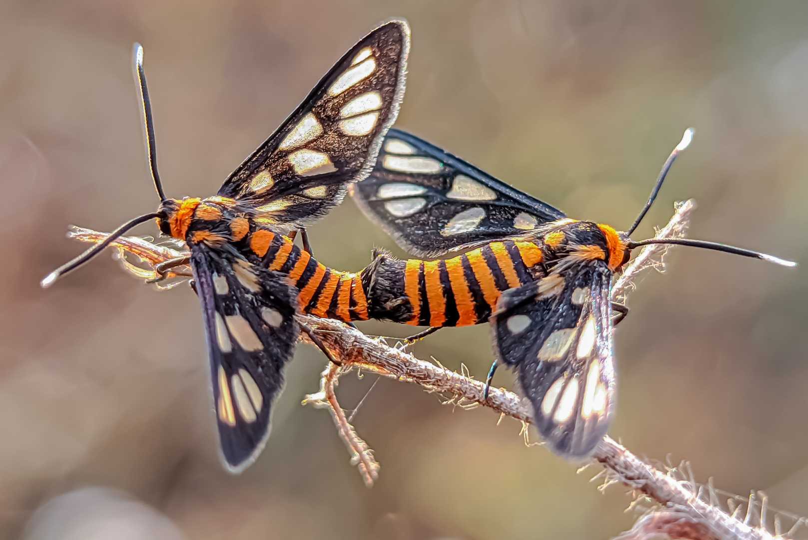 amata hubneri / ngengat