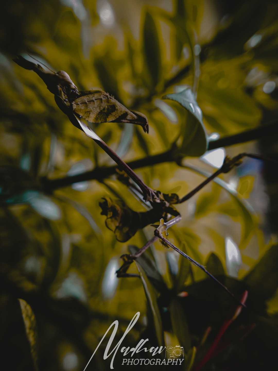 🦗