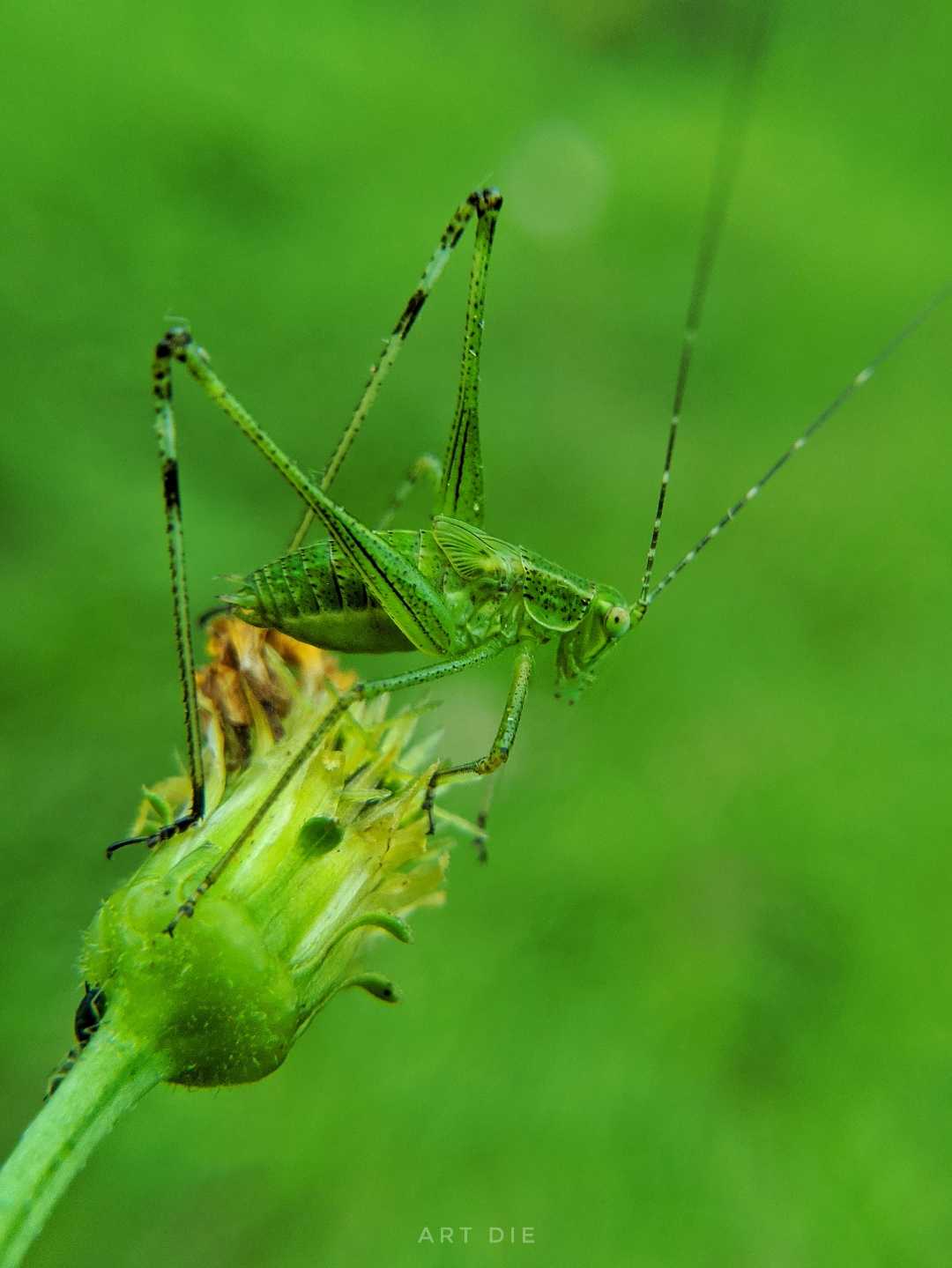 Jangkrik semak 