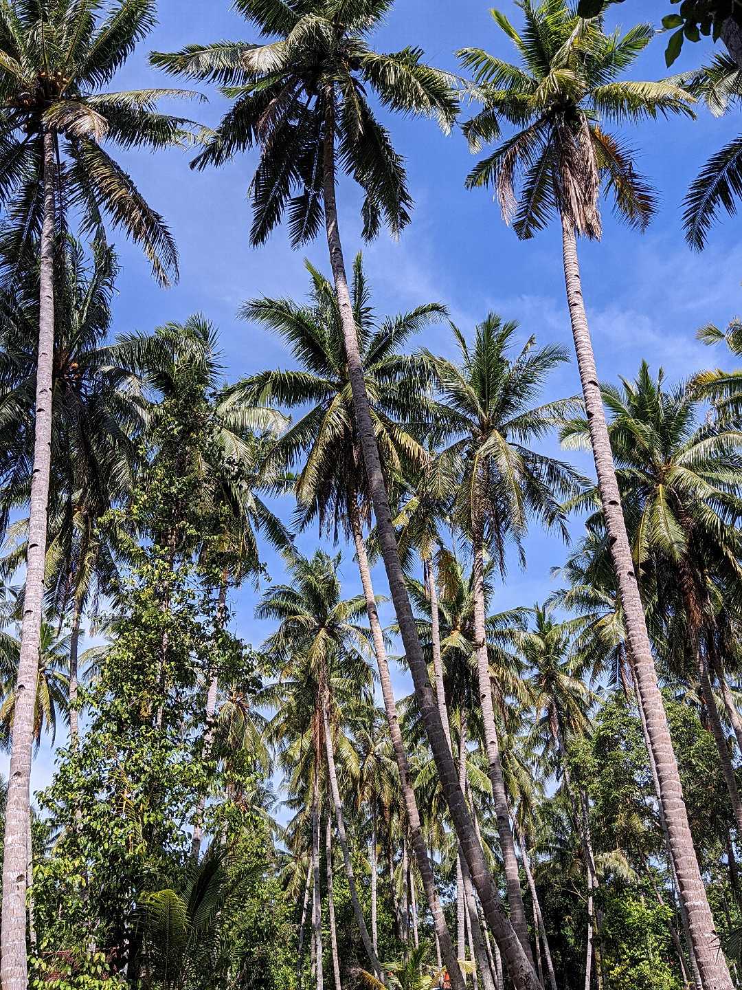 Tumbuhan kelapa 