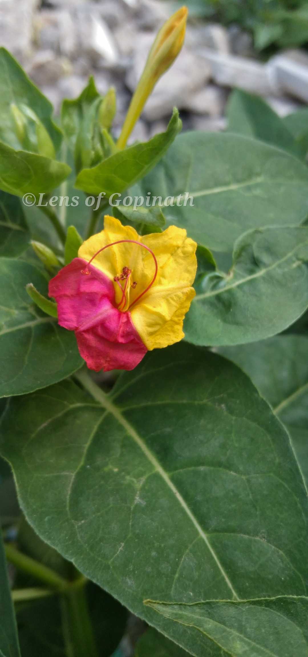 double colour flower 