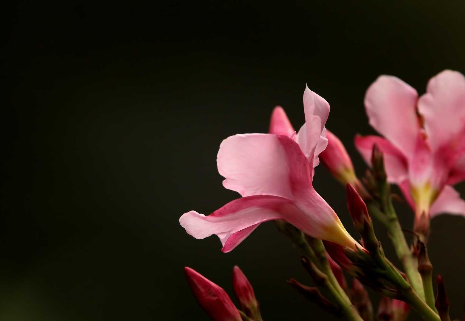 Common Oleander