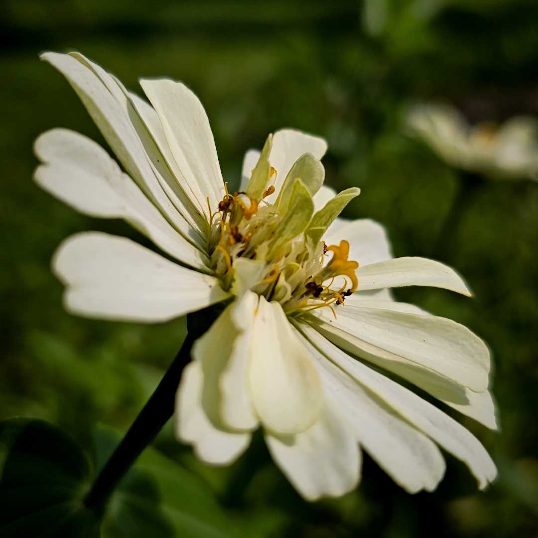 Bunga